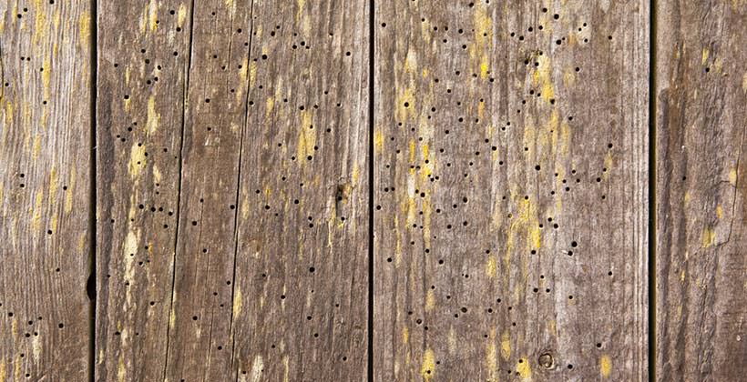 Woodworm treatment London & Home Counties